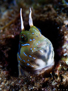 Blenny. As shot in Kas/Antalya, mediterenean sea of Turke... by Rico Besserdich 